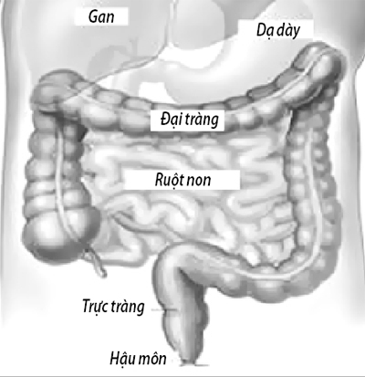  Giải phẫu hệ tiêu hóa trong ổ bụng.