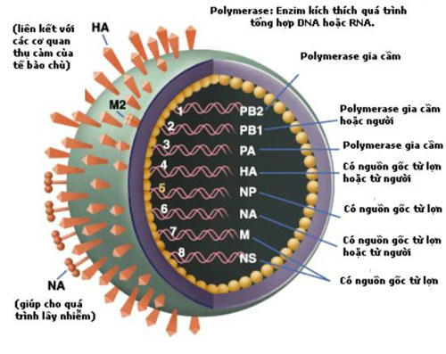 Cấu trúc virút cúm gia cầm