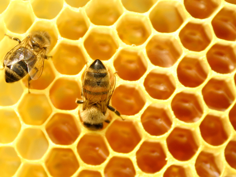Mật ong có lợi ích gì đối với sức khỏe?