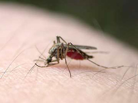 Cảnh báo bệnh sốt xuất huyết đang vào đỉnh mùa dịch