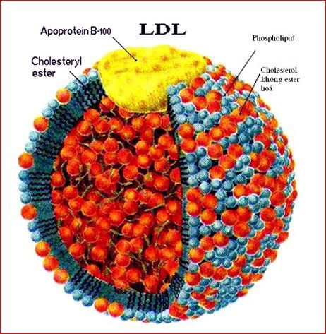 Phòng xơ vữa động mạch bằng quản lý lipid trong máu và lipoprotein