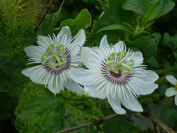 hoa cây lạc tiên màu trắng
