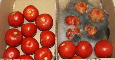  Cà chua sử dụng chất bảo quản (ảnh trái) và cà chua để tự nhiên (ảnh phải) trong cùng một thời gian.