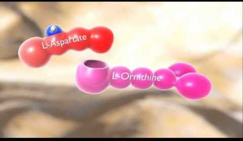 Amino acid L-Ornithine giải độc cơ thể  và hỗ trợ chức năng gan