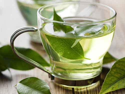 Uống trà xanh mỗi ngày giúp giảm gan nhiễm mỡ hiệu quả