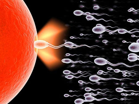 12 điều chưa biết về tinh trùng
