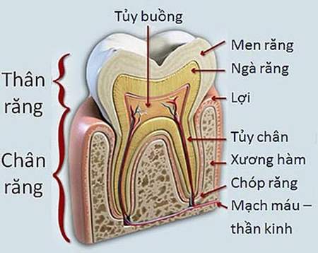  Giải phẫu cấu trúc tủy răng