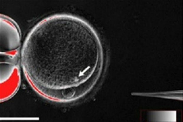 Lần đầu tiên tạo ra tế bào gốc từ tế bào da người trưởng thành